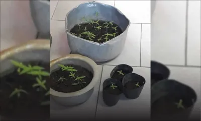 Mahébourg : culture de gandia sur les toilettes