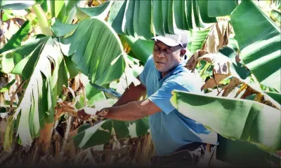 Plantation : Roland cultive avec ardeur ses bananes et ses brèdes songe