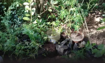Culture de cannabis à Pointe-des-Lascars : 42 plants de cannabis d’une valeur de Rs 126 000 déracinés