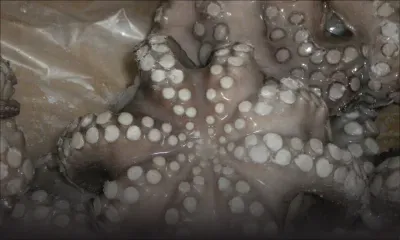 Des ourites de mauvais goût