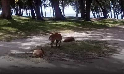 Chiens errants sur la plage de Belle-Mare