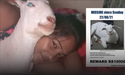 Elle offre Rs 10 000 à la personne qui lui ramènera sa chèvre