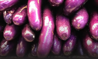 Vols en série dans le Nord : deux suspects avouent avoir dérobé plus de 670 kilos de légumes