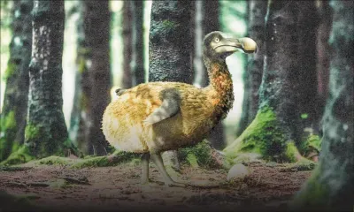 Université de Southampton - Dodo : une nouvelle étude vient briser les idées reçues