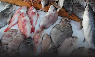 Consommation: Vers une baisse des prix du poisson