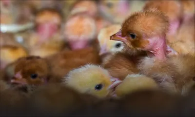 Épizooties : interdiction d’élever des poussins pendant trois mois