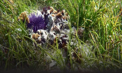 [Dossier spécial] Écosphère : Les herbiers marins, le souffle précieux de notre survie
