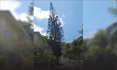 À Terre-Rouge : un sapin géant représente une menace pour le public