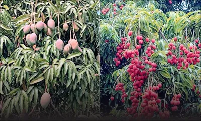 Fruits d’été : vers une bonne récolte cette année
