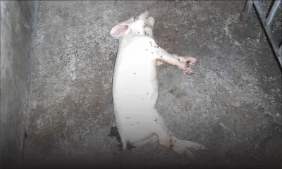 Dans une ferme à Albion : mort mystérieuse de 70 porcelets après vaccination