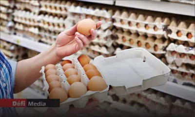 Augmentation de 33 % du prix des œufs en un mois selon l'ACIM qui appelle à une action urgente