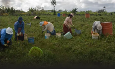 Dans le Nord : 500 arpents affectés par des coupures de la fourniture d’eau