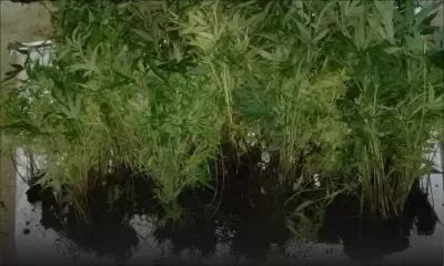 Dans une bananeraie : un homme surpris en train d’arroser ses plants de gandia