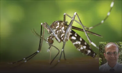 Santé : deux cas locaux de dengue recensés