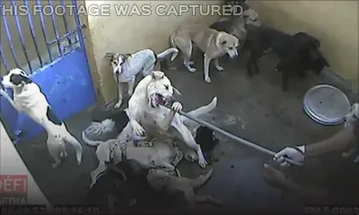 MSAW : 3 employés responsables de la mort de 808 chiens, selon un rapport interne 