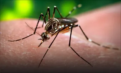 Zika: le ministère de la Santé rassure