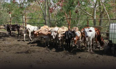 Fact-Finding Committee sur la fièvre aphteuse : des conclusions accablantes pour le service vétérinaire de la Santé