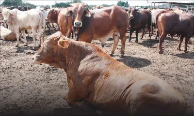 Sunil Bholah : «Regrouper les éleveurs pour booster le secteur laitier»