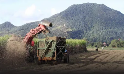 Industrie cannière - Mauritius Sugar Ltd : proposition de la dernière chance 