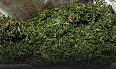 Saisie de plants, semences et feuilles de gandia : cultivateurs et trafiquants de cannabis mis hors-jeu 