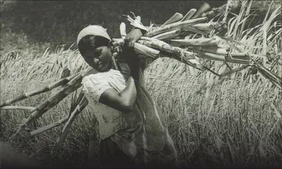 Exposition : l'art contemporain met l'histoire de la canne à sucre à l'honneur
