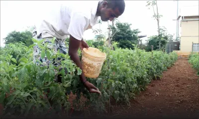 Votre argent : comment faire des économies en ayant son propre potager