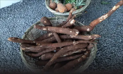 En cette période de confinement total : Manioc, le retour aux sources !