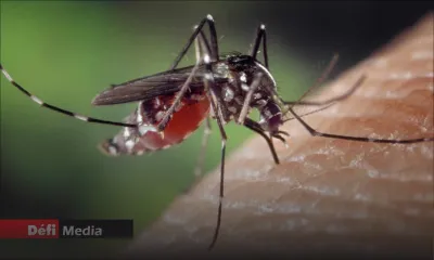 Dengue : voici les précautions à prendre 