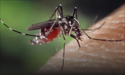 Dengue à l’île de La Réunion : les mesures de précaution renforcées à Maurice