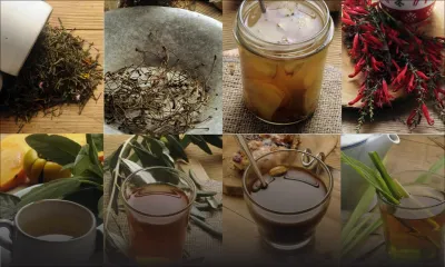 La médecine alternative : se soigner naturellement avec les plantes