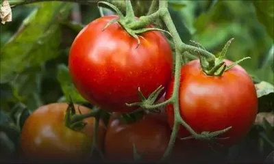 Glen-Park : 100 kilos de tomates volées dans une serre 