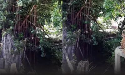 Rue La Paix: querelle de voisins pour deux arbres