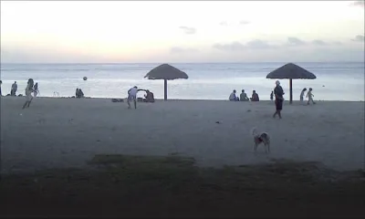 Des méduses dans le lagon de Flic-en-Flac