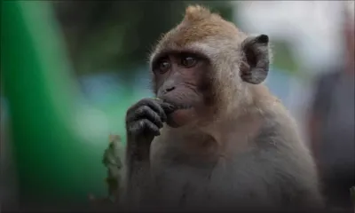 Créneau porteur: l’exportation de singes rapporte Rs 1 milliard aux opérateurs