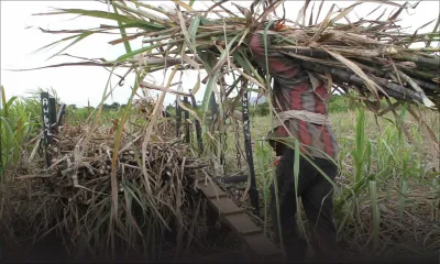 Sucre : Maurice consolide sa place sur le marché européen