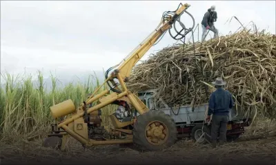 Transfert des cannes après la fermeture de Medine  : l’usine va encourir les frais