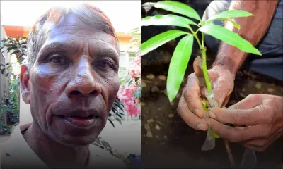 Des mains magiques pour le bouturage