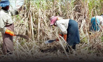  Agro-industrie: Attention particulière aux éleveurs