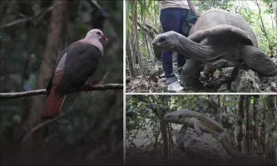 Ile-aux-Aigrettes : un trésor protégé