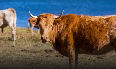 En marge de la fête Eid-ul-Adha : les bouchers en péril