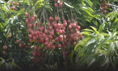 Letchis : moins de 25 % des arbres ont fleuri