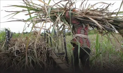 Répartition des revenus de la bagasse: les planteurs exigent une révision du système
