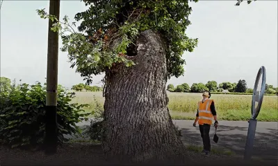 Riambel : arbres géants et visibilité réduite