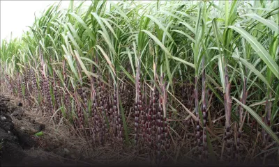 Industrie cannière : le SIFB compte offrir une aide directe aux planteurs en difficulté