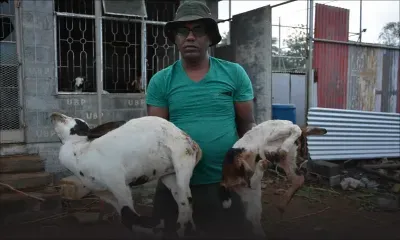 À Mare-d’Albert : un éleveur de chèvres furieux contre les vétérinaires de l’Agro-industrie