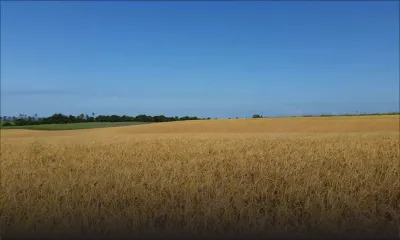 Agriculture : la production de riz baisse de 40 % 
