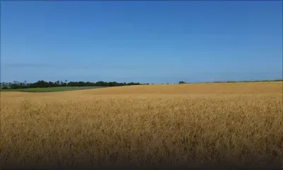 Consommation : baisse de 54,5 % de la production locale de riz 