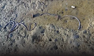 À Le Bouchon : des dizaines d’animaux marins, dont des anguilles tropicales, retrouvés morts