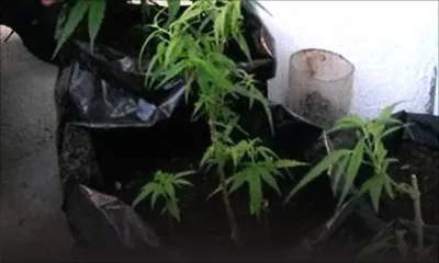 Le jour de son anniversaire: la police saisit 10 plants  de cannabis à son domicile