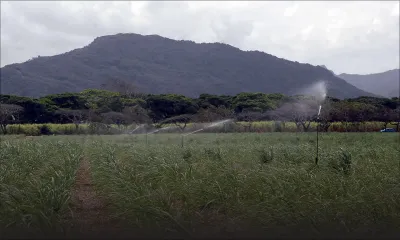 Irrigation : régime sec pour les planteurs du Nord